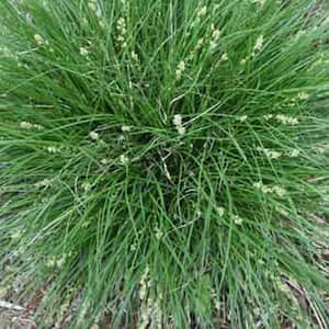 4 in. Potted Bog/Marginal Pond Plant - Berkely Sedge Carex