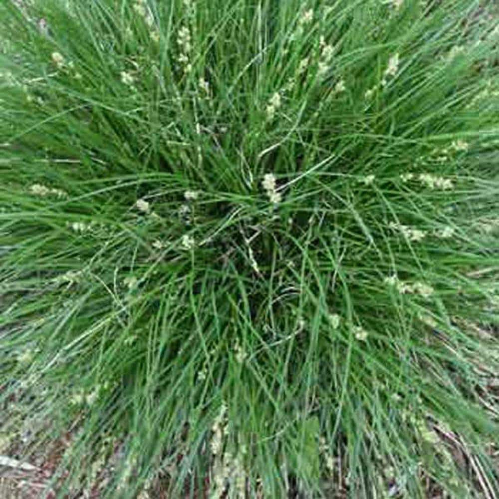 4 in. Potted Bog/Marginal Pond Plant - Berkely Sedge Carex