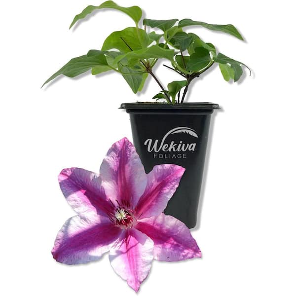 Wekiva Foliage Clematis Carnaby-Live Starter Plant in a 2 Inch Growers Pot-Starter Plants-Beautiful Deep Pink Flowering Vine