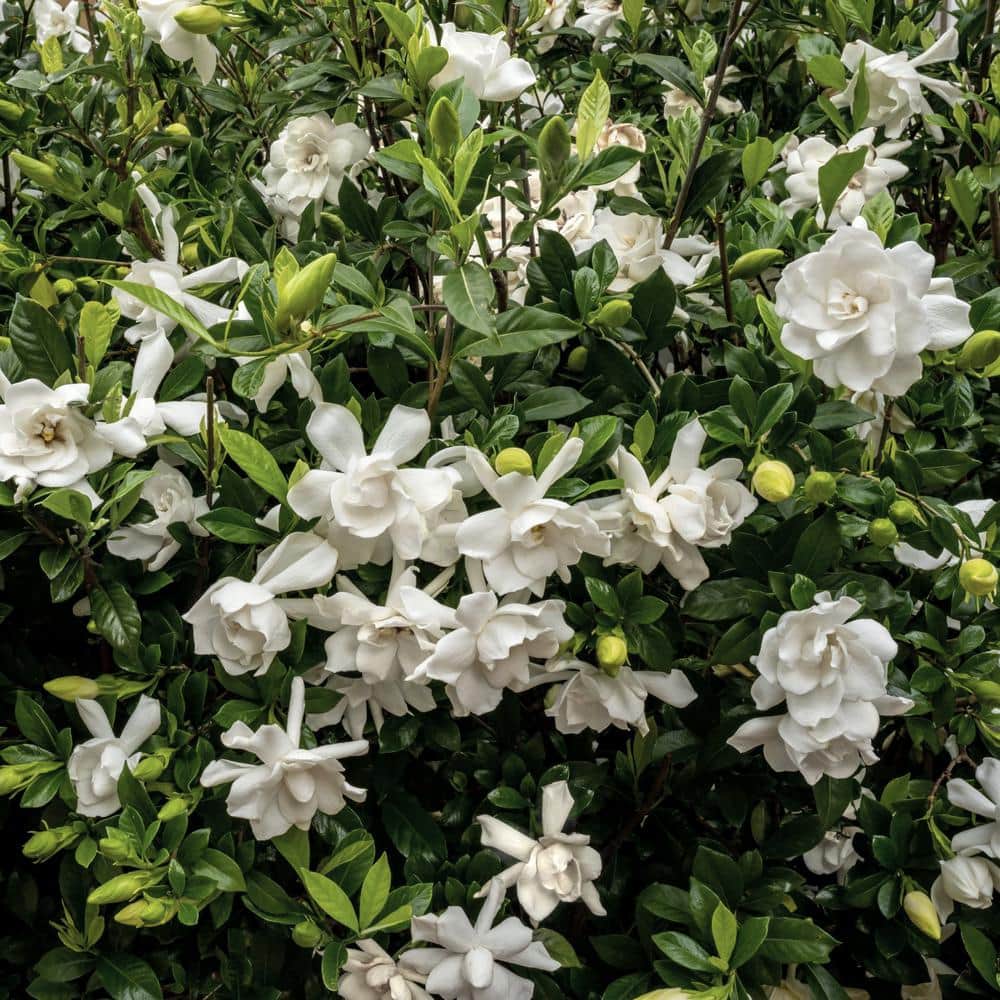 2 Gallon White Gardenia Jubilation Shrub