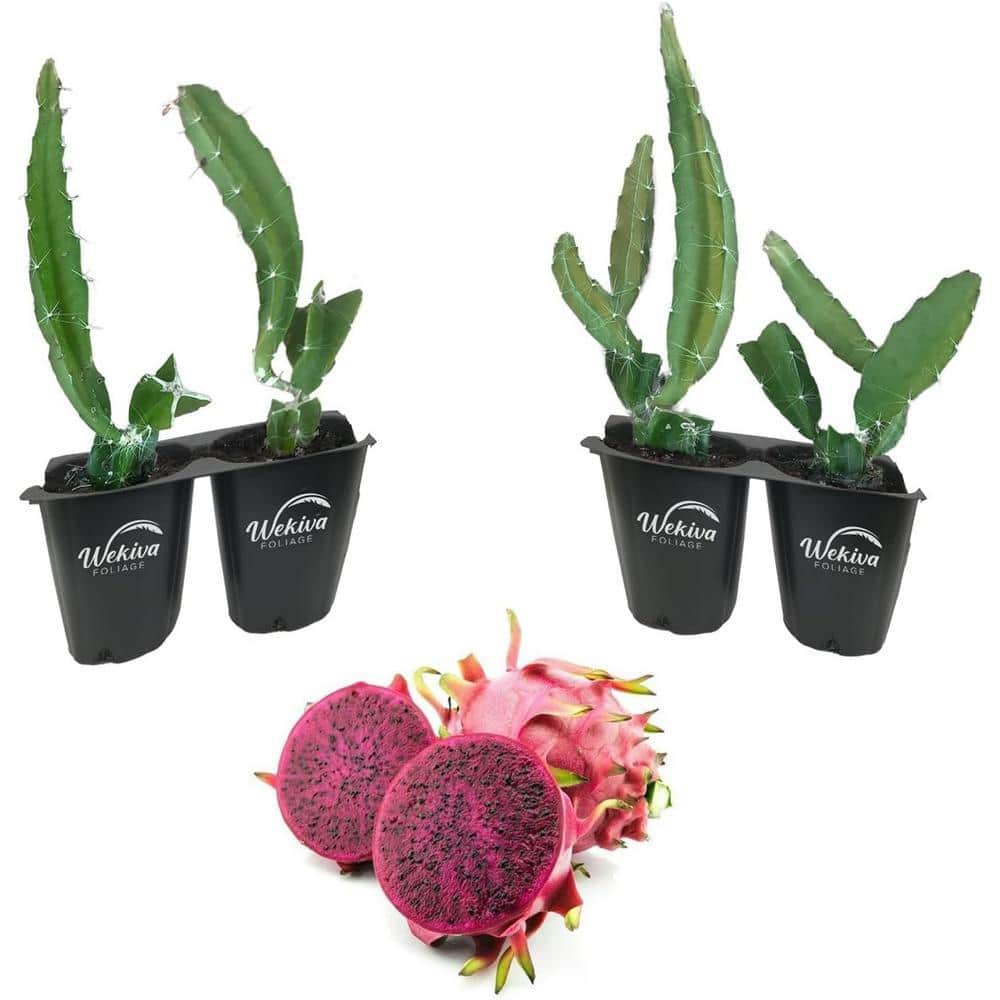 Wekiva Foliage Edgar's Baby Dragon Fruit Tree - 4 Live Starter Plants -  Hylocereous Undatus - Edible Tropical Fruit Plant from Florida  EdgarsBabyDragonFruitTree2x4 - The Home Depot