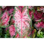 Vigoro 2.5 qt. Caladium Carolyn Whorton in 6.33 in. Grower's Pot (2 ...