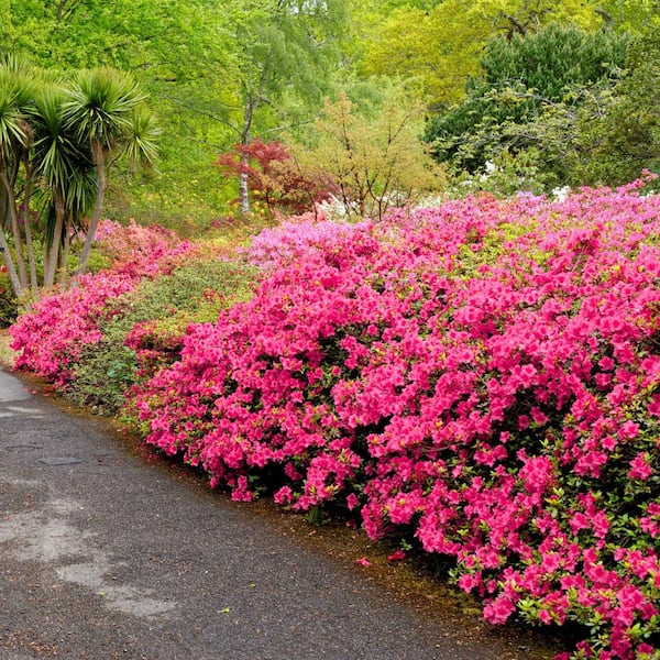national PLANT NETWORK 1 Gal. Azalea Chinzan Flowering Shrub with