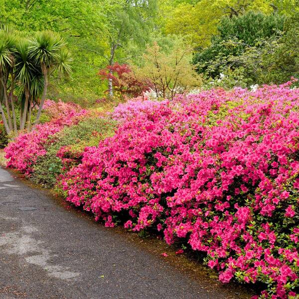 national PLANT NETWORK 1 Gal. Azalea Chinzan Flowering Shrub with