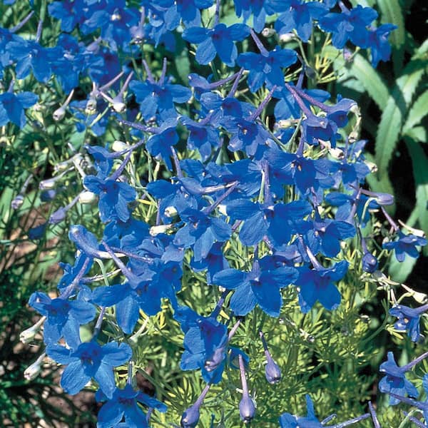 METROLINA GREENHOUSES 2.5 Qt. Pearl Blue Larkspur Plant