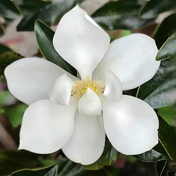 3 Gal. Little Gem Southern Magnolia Tree