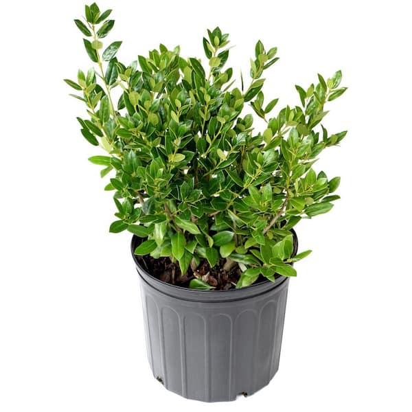 FLOWERWOOD 2.5 Gal - Sky Pencil Japanese Holly(Ilex), Live