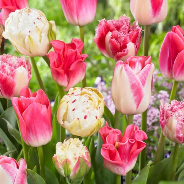 VAN ZYVERDEN Tulips Extended Bloom Cotton Candy Mixture Set of 25 Bulbs