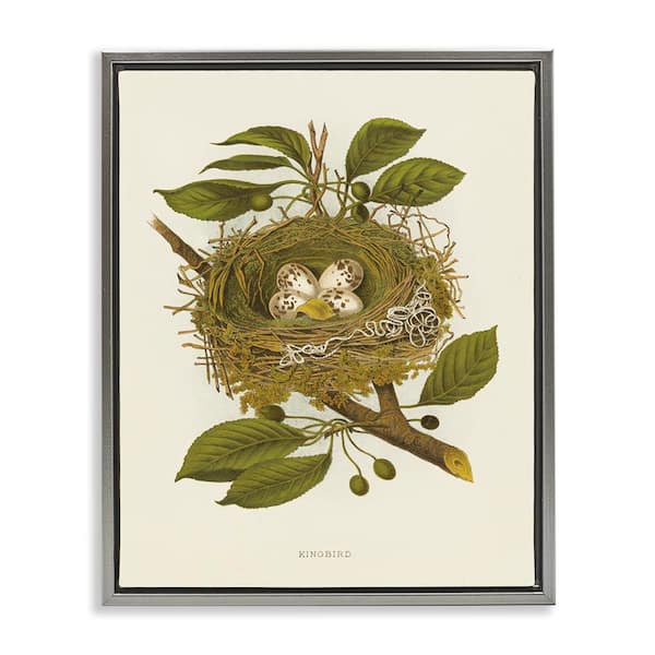 Stupell Industries Birdnest with Spotted Eggs by Tina Higgins Designs, Inc. Gray Floater Frame Nature Graphic Art Print 21 in. x 17 in.