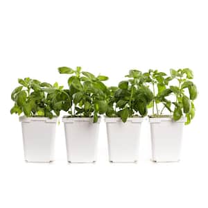 4 in. Super Sweet Genovese Basil Plant (4-Pack)