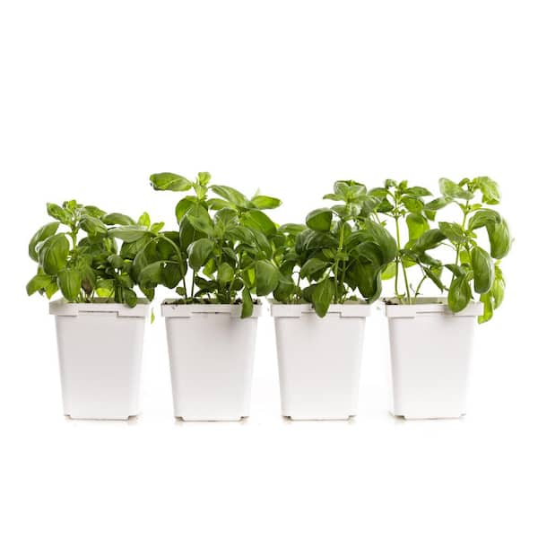 PLANTS BY POST 4 in. Super Sweet Genovese Basil Plant 4 Pack