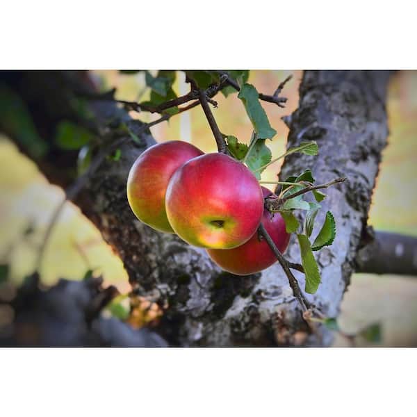 Apple Trees - McIntosh