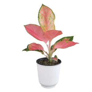 Decorative Aglaonema 'China Red' Houseplant (Chinese Evergreen) Air Purifying Indoor Plant Gift in 4.25 in. White Pot