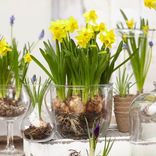 Garden State Bulb 12/14 cm Narcissus Tete-A-Tete Daffodil Flower Bulbs (Bag  of 50) ECF-100-50-02 - The Home Depot