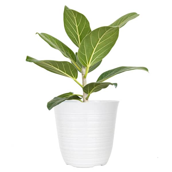 Ficus Audrey Plant in 6 inch White Decor Pot