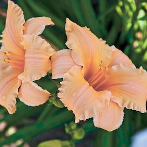 Apricot Sparkles Daylily (Hemerocallis), Live Bareroot Perennial with Orange Flowers (1-Pack)