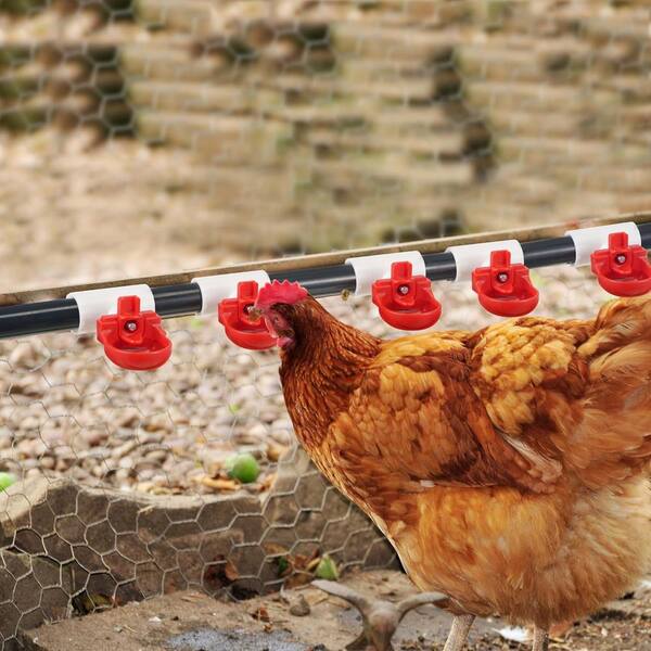 Set Chicken Waterer Cups, With Tee Fittings Chicken Waterer, Automatic - View #13
