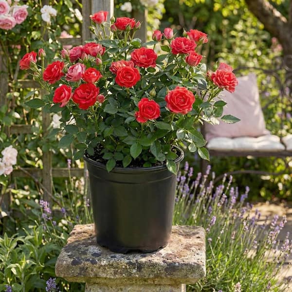 Vigoro MY PATIO ROSE #3 1009343286 - The Home Depot