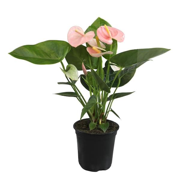 ALTMAN PLANTS Pink Flamingo Flower Anthurium Plant (Approx. 17-19 in. Tall), 4 in. Grower Pot, Easy Care, Air Purifying House Plant
