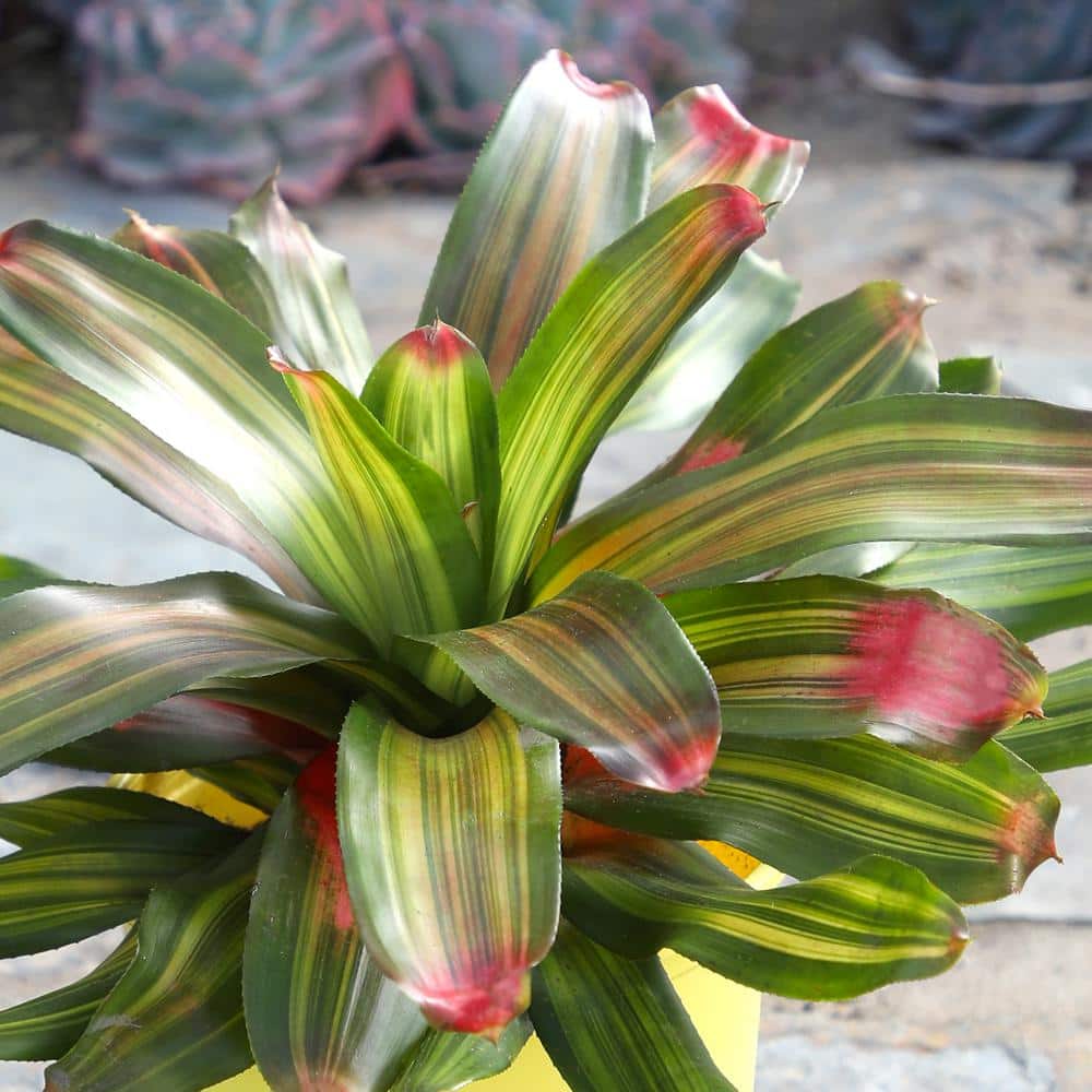 Freddie Variegated Bromeliad with Cherry Red Tips in Yellow Planter
