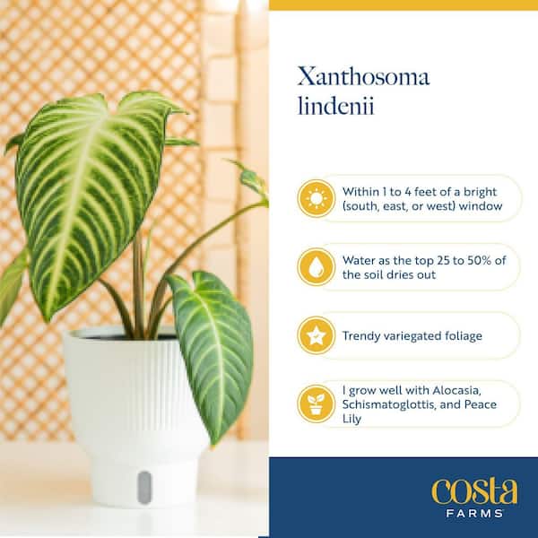 green plant☆様ご依頼用 Costa Farms Trending Tropical Xanthosoma Indoor Plant in 6 in