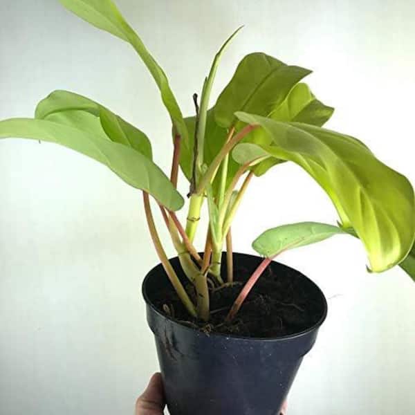 Wekiva Foliage Philodendron Lemon Lime-Live Plant in a 4 Inch Growers Pot- Philodendron Hederaceum Lemon Lime-Houseplant PhiloLemLim4x1 - The Home  Depot