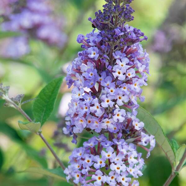 Spring Hill Nurseries 4 in. Pot Summer of Love Butterfly Bush (Buddleia), Live Decidous Flowering Plant (1-Pack)