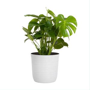 Swiss Cheese Plant Monstera Deliciosa Plant 24. in to 34 in. Tall in 10 in. White Decor Pot