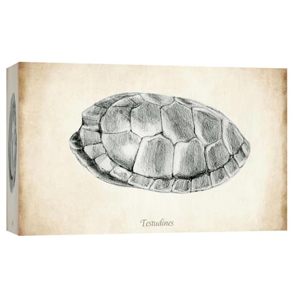 PTM Images 10 in. x 12 in. ''Testudines Shell A'' Printed Canvas Wall Art
