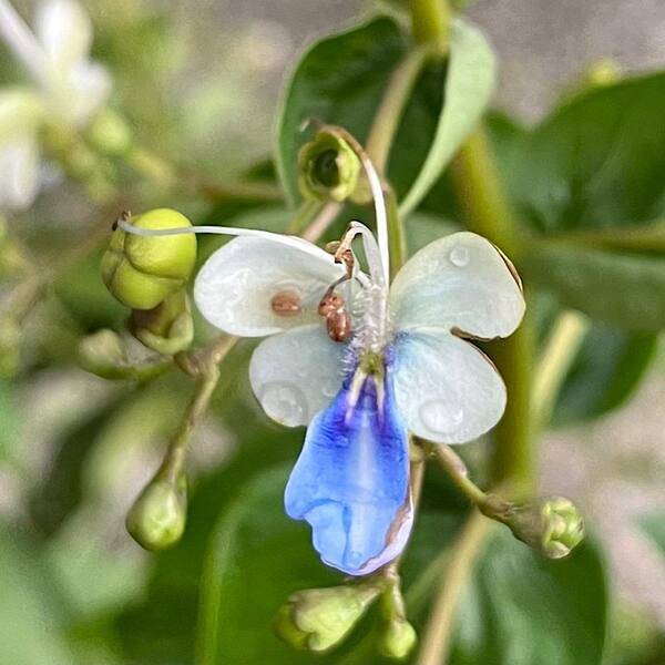 thumbnail interactive-video image 1 of Blue Butterfly Bush (Clerodendrum Ugandense) – Live Starter Plant, Unusual Blue Flowers 1 of 3