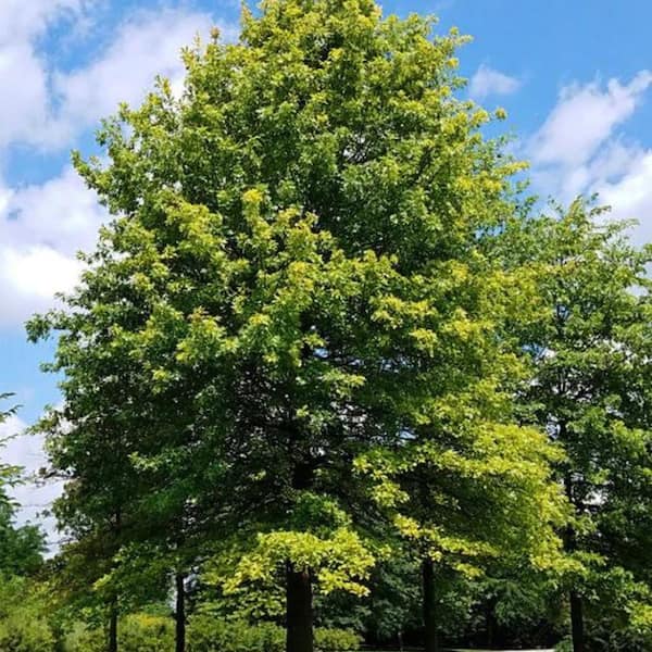 7 Gal. Pin Oak Shade Tree