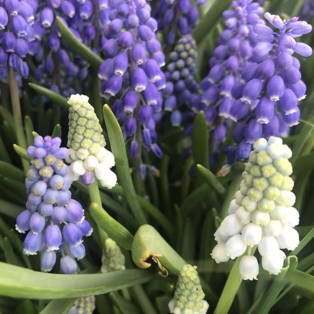Delft Blue Moon Mix Grape Hyacinth Plant Bulbs (36-Pack)