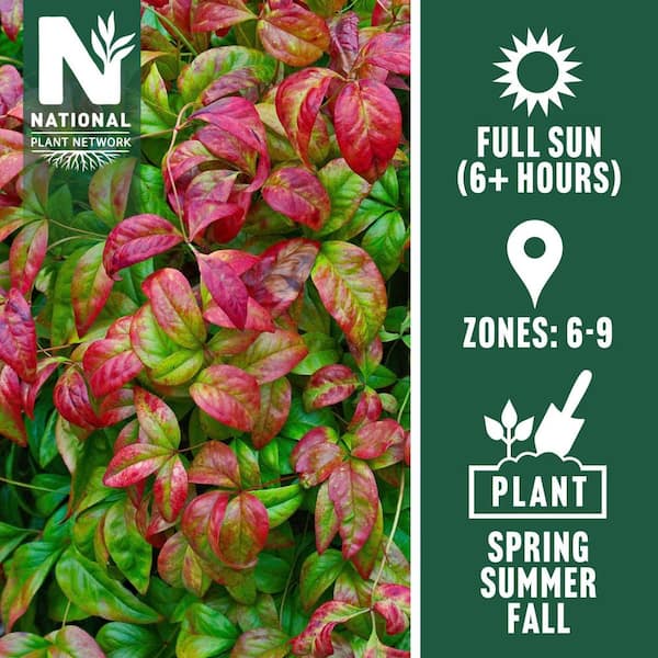 1 Gal. Heavenly Bamboo Nandina Fire Power Shrub