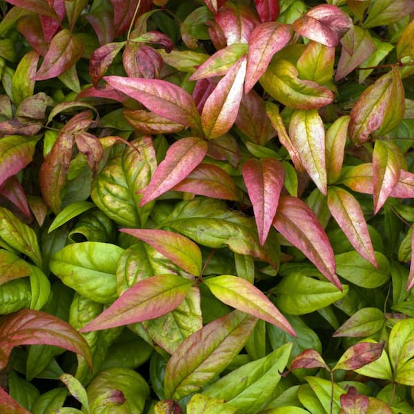 national PLANT NETWORK 2.25 Gal. Nandina Fire Power Shrub