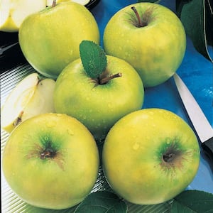 Granny Smith Apple Malus Live Fruiting Bareroot Tree (1-Pack)