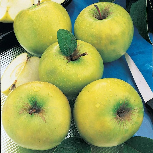 Gurney's Granny Smith Reachables Apple Dormant Bare Root Dwarf Fruiting Starter Tree (1-Pack)