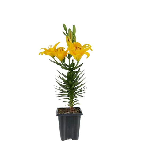 Unbranded 1.0 Qt. Perennial Asiatic Lily Yellow