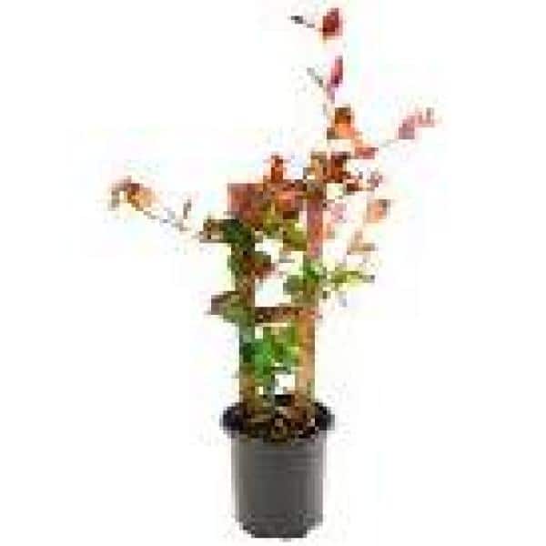 2.5 qt. Jasmine Confederate Flowering Shrub with White Flowers