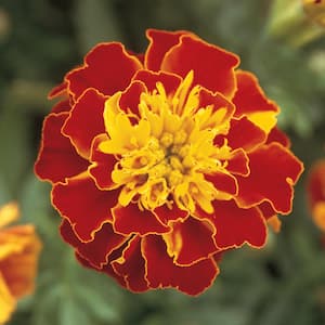 10 in. Red and Orange French Marigold Plant (12-Pack)