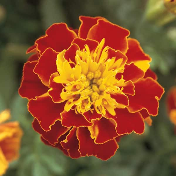 Unbranded 4.5 in. Red and Orange French Marigold Plant