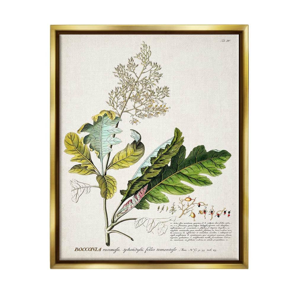 Botanical Plant Illustration Leaves Vintage by World Art Group Floater Frame Nature Wall Art Print 31 in. x 25 in. . price history on PriceWatchPro