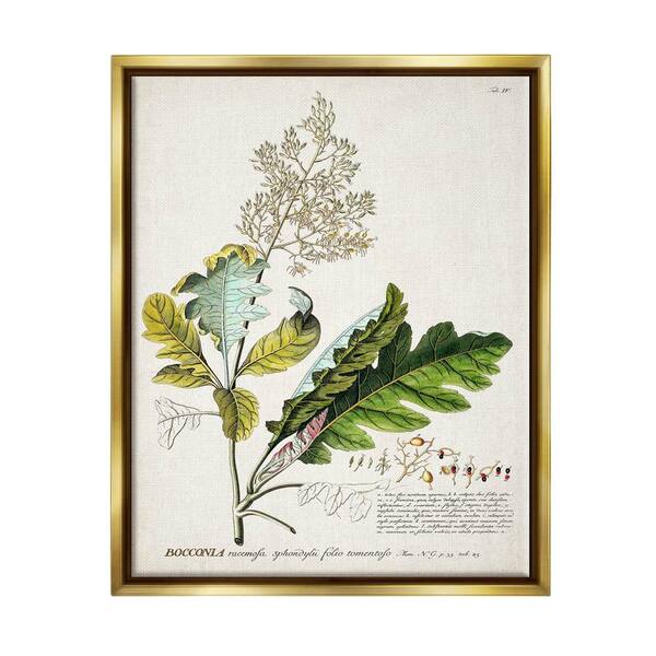 Botanical Plant Illustration Leaves Vintage by World Art Group Floater Frame Nature Wall Art Print 31 in. x 25 in. .
