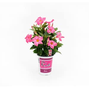 1.25 Qt. (#6) Dipladenia Flowering Annual Shrub with Pink Blooms