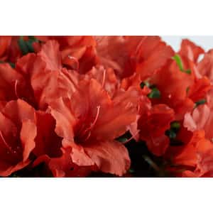 1 Gal. Red Tiara Azalea Flowering Shrub with Red Blooms
