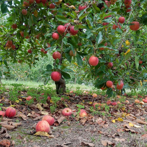 Granny Smith Apple Tree For Sale - 4-5ft Bareroot Organic