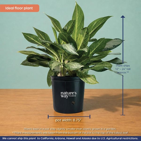 NATURE'S WAY FARMS 10 in. Golden Bay Aglaonema Indoor Tropical