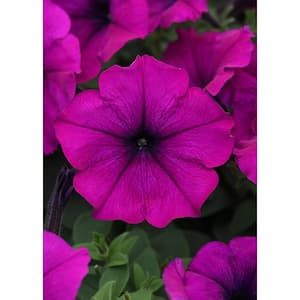 4-Pack Violet Easy Wave Petunia Annual Plant with Purple Flowers