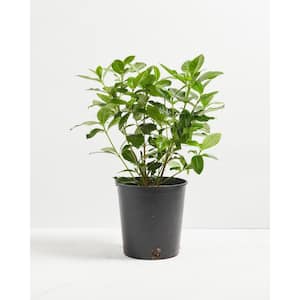 1 Gal. Gardenia Veitchii (Gardenia Jasminoides Veitchii) Plant in Grower Pot