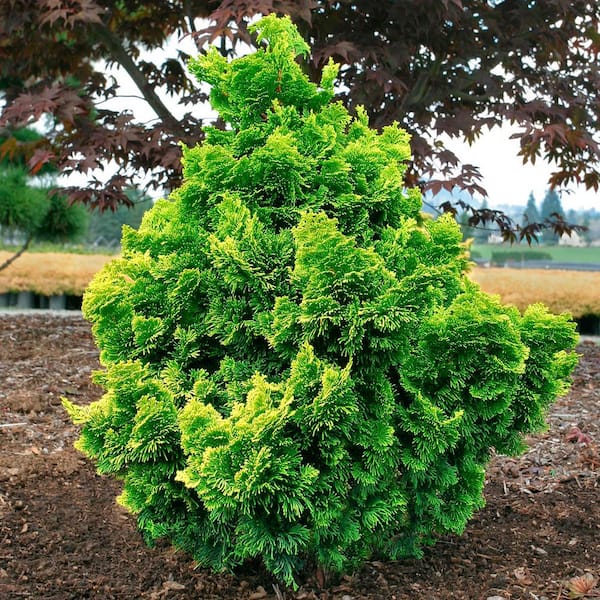 Spring Hill Nurseries 3 Gal. Pot, Golden Dwarf Hinoki Falsecypress Shrub Potted Evergreen Plant (1-Pack)