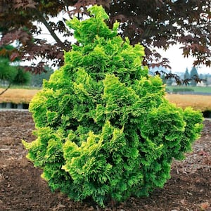 2.25 gal. Pot, Golden Dwarf Hinoki Falsecypress Shrub Potted Evergreen Plant (1-Pack)